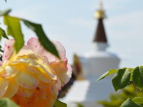 Una flor de rosa y una estupa
