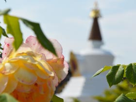 Des roses au premier plan, un stoupa au loin